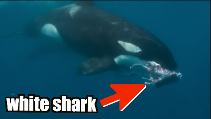 An orca killing a great white shark